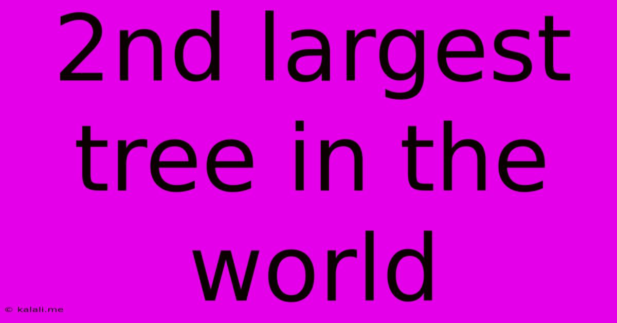 2nd Largest Tree In The World