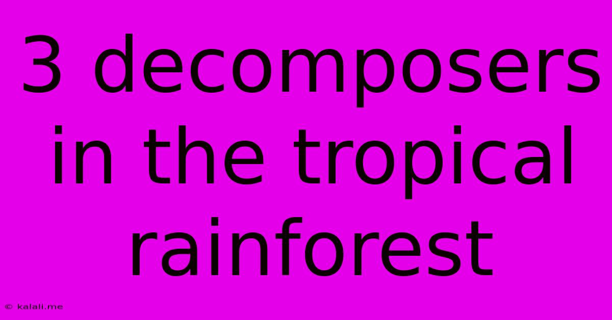 3 Decomposers In The Tropical Rainforest