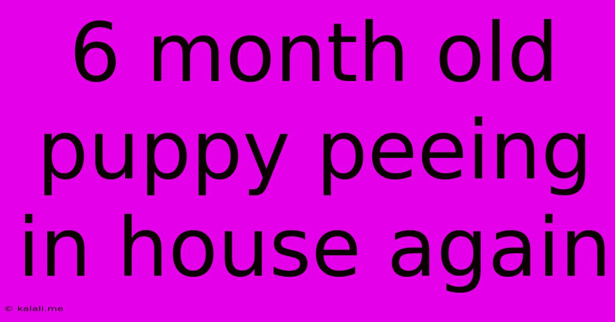 6 Month Old Puppy Peeing In House Again