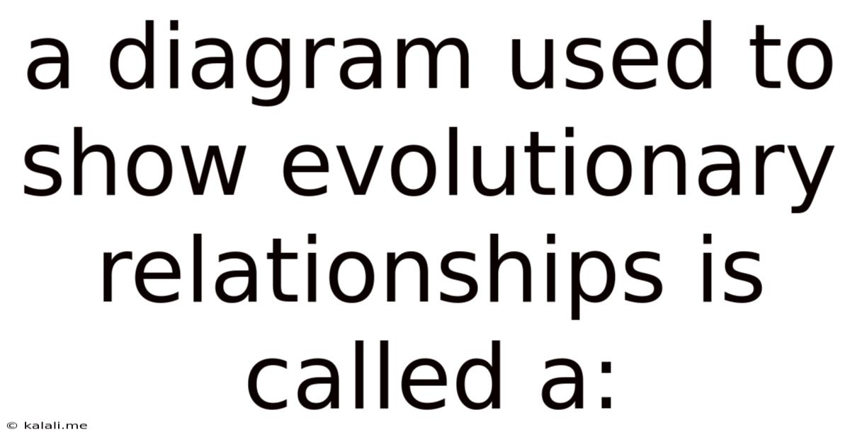 A Diagram Used To Show Evolutionary Relationships Is Called A: