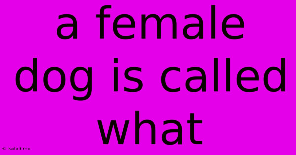 A Female Dog Is Called What
