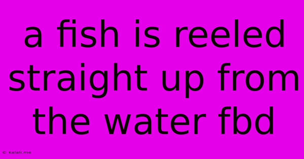 A Fish Is Reeled Straight Up From The Water Fbd