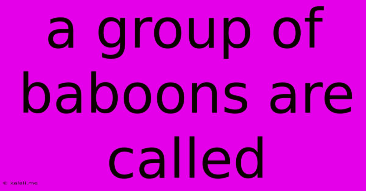 A Group Of Baboons Are Called