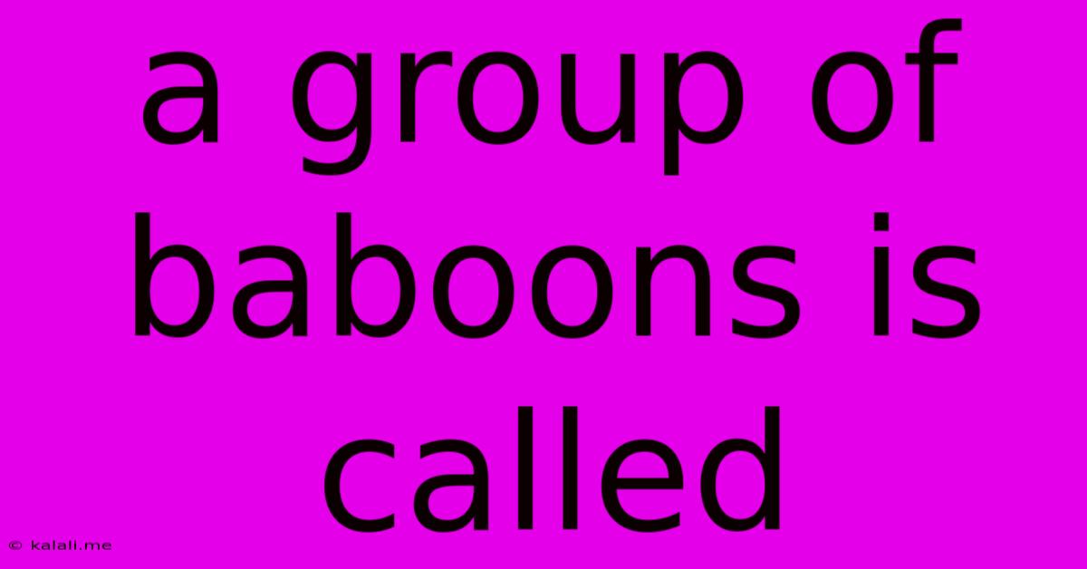 A Group Of Baboons Is Called