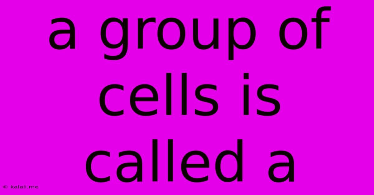A Group Of Cells Is Called A