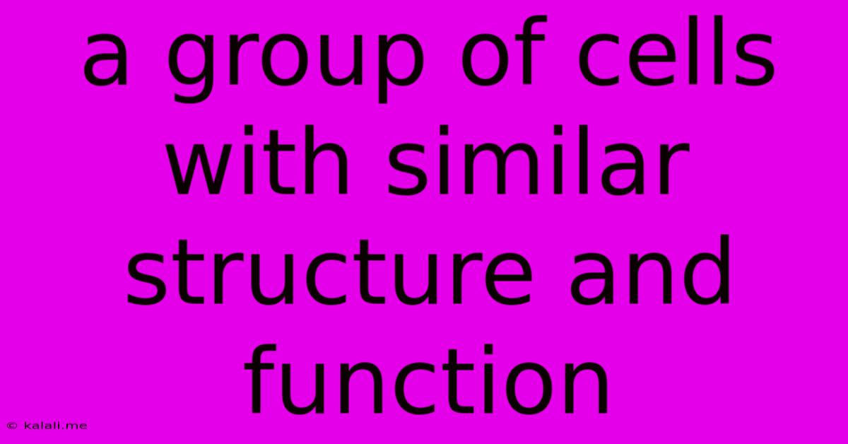 A Group Of Cells With Similar Structure And Function
