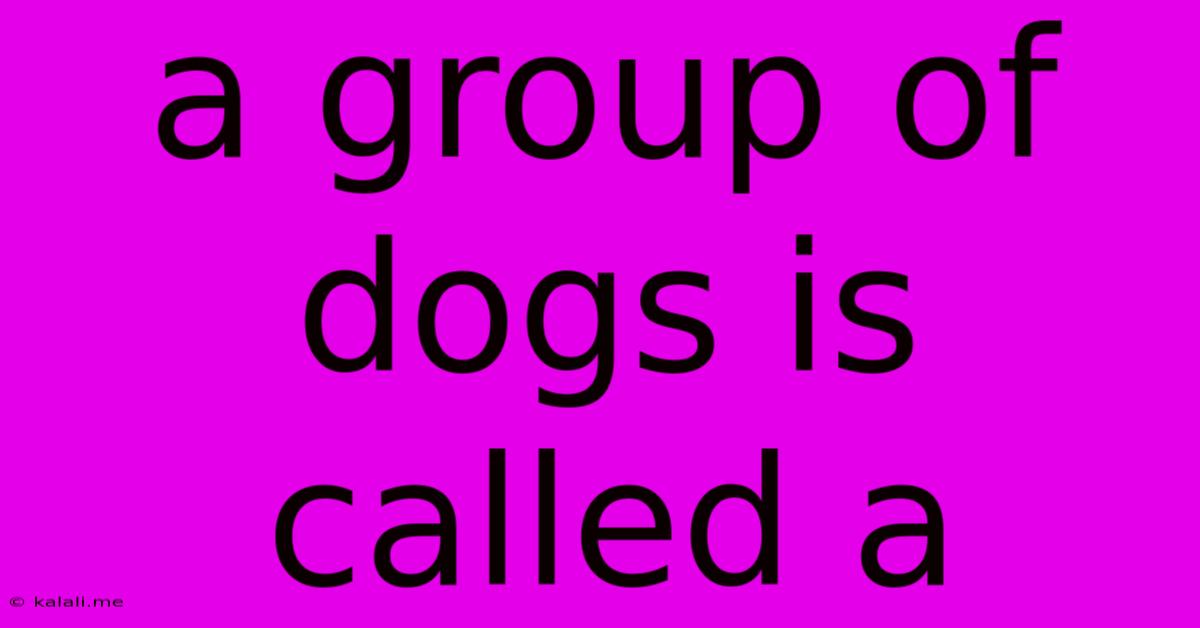 A Group Of Dogs Is Called A