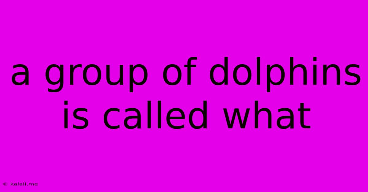 A Group Of Dolphins Is Called What