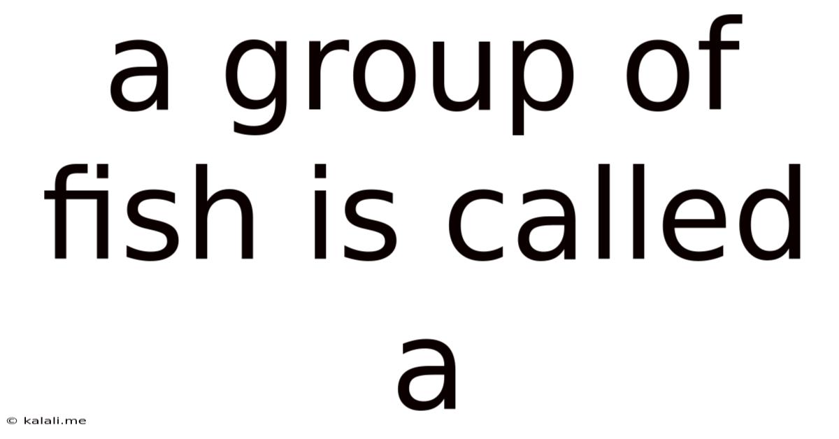 A Group Of Fish Is Called A