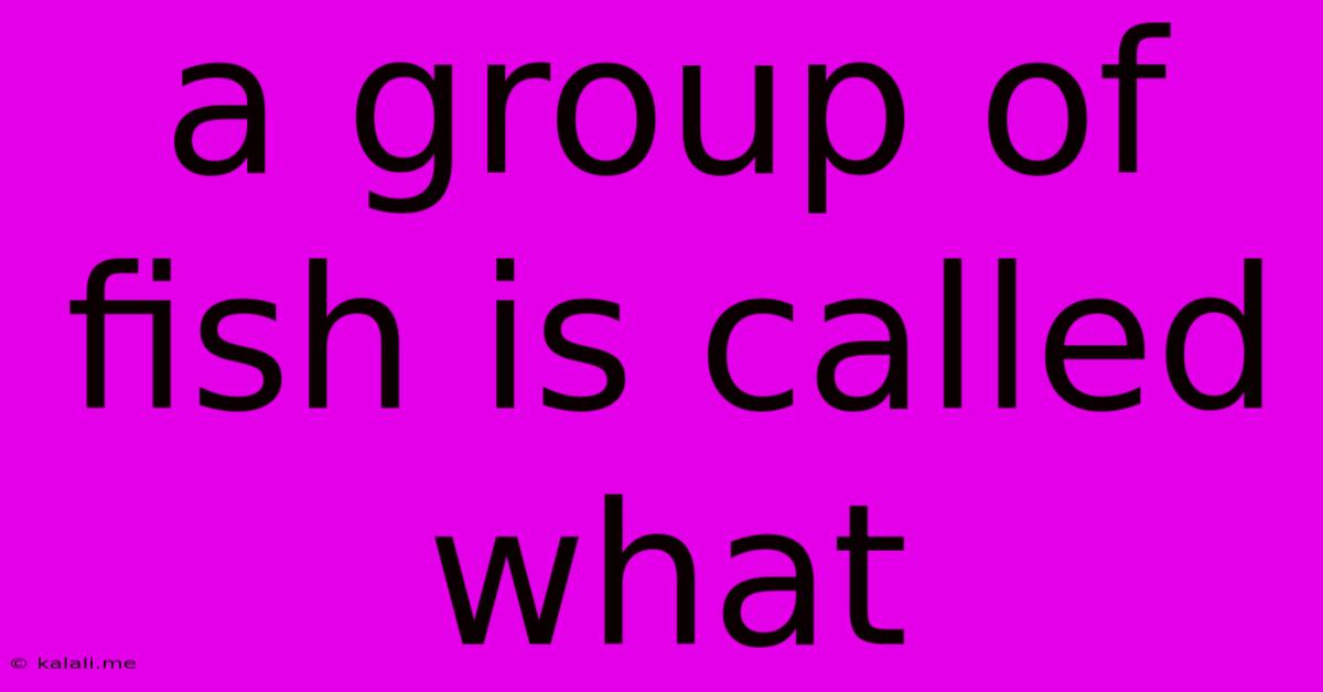 A Group Of Fish Is Called What
