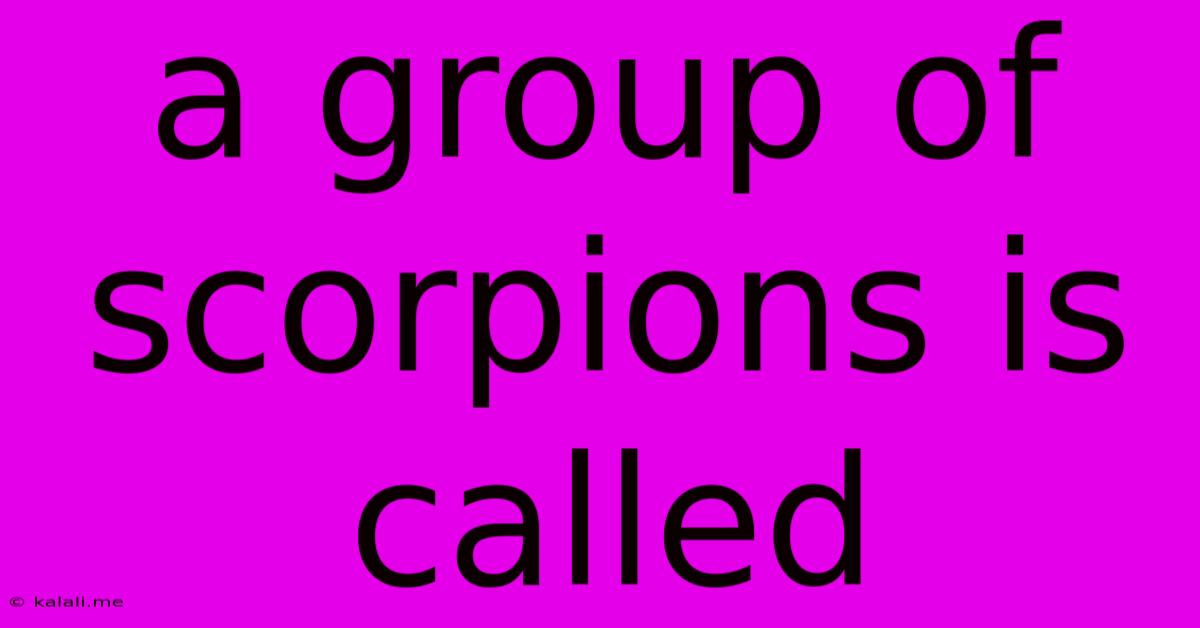 A Group Of Scorpions Is Called