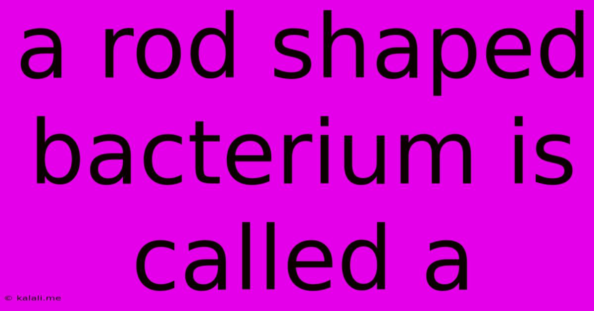A Rod Shaped Bacterium Is Called A