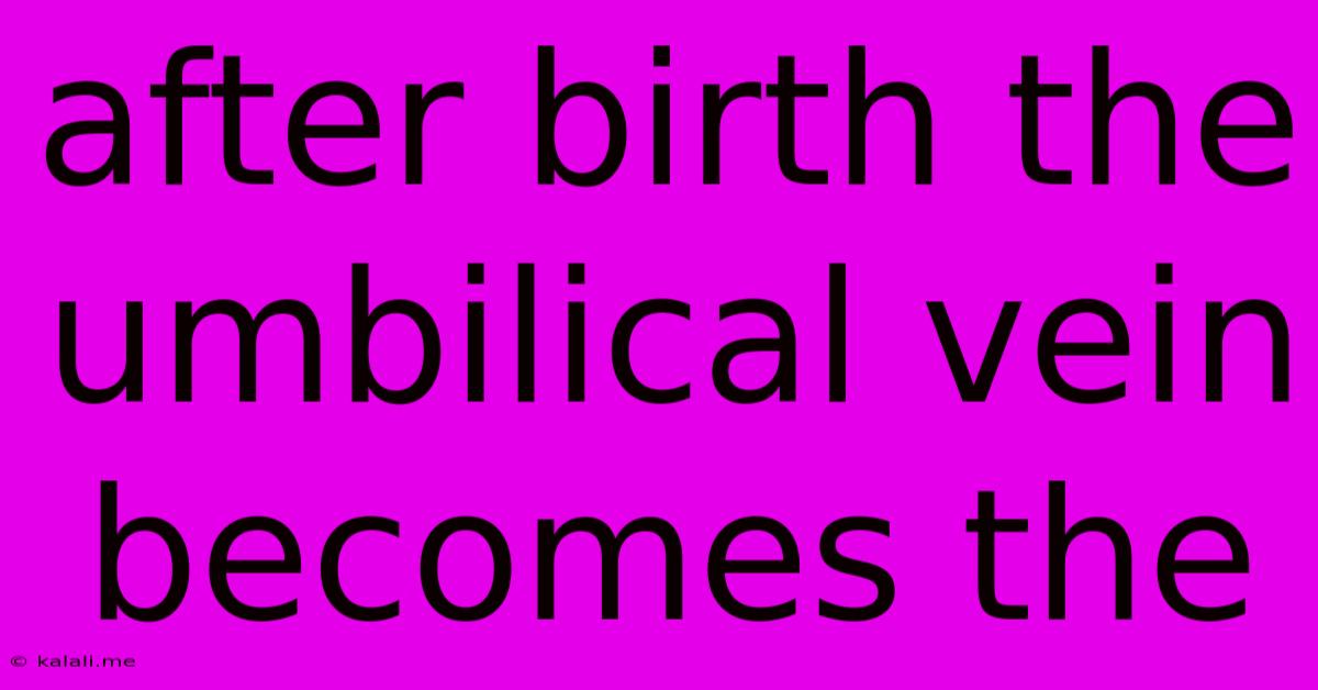 After Birth The Umbilical Vein Becomes The