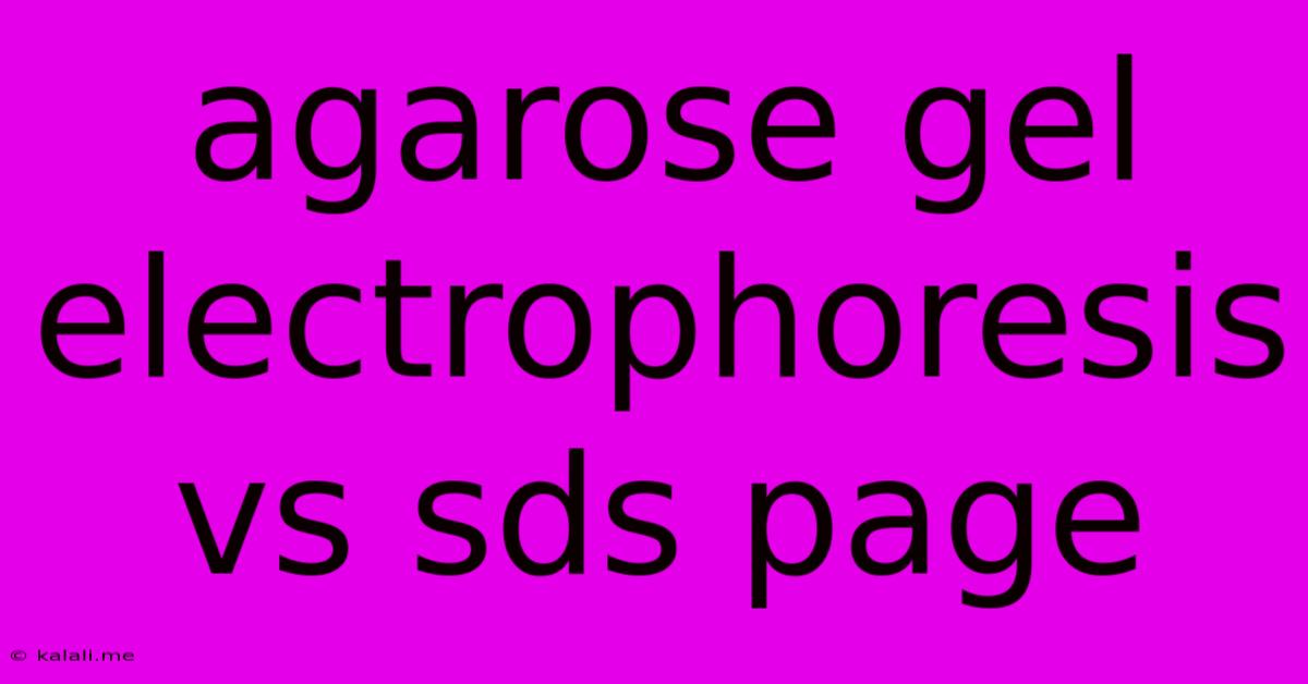 Agarose Gel Electrophoresis Vs Sds Page