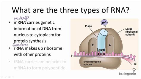 All Three Types Of Rna Work Together During