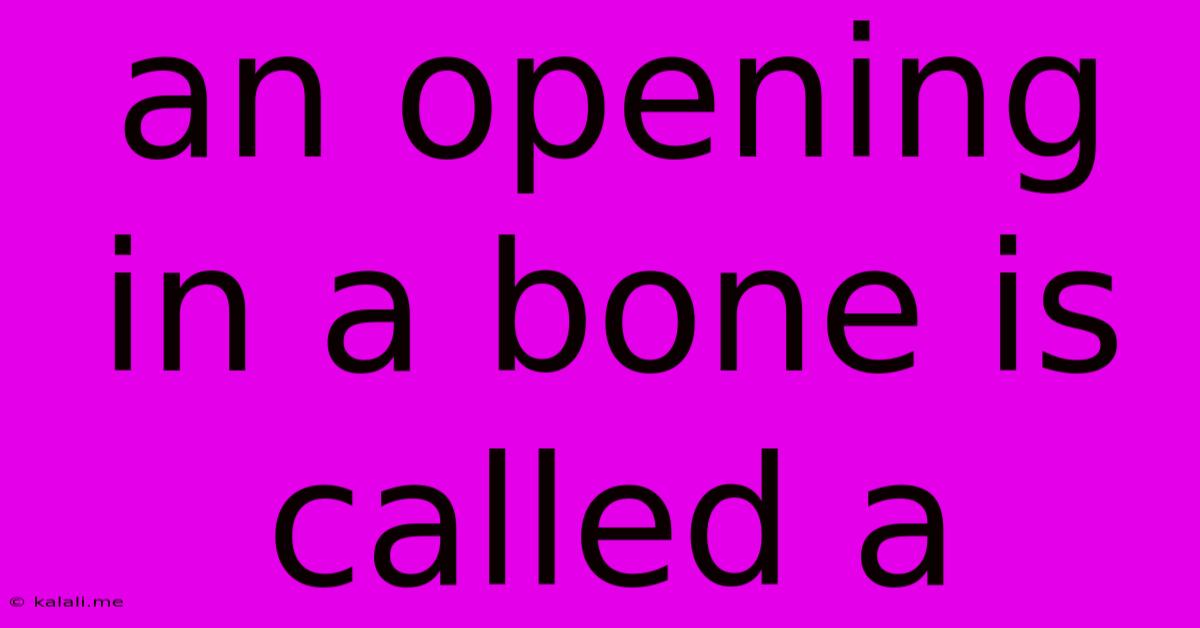 An Opening In A Bone Is Called A