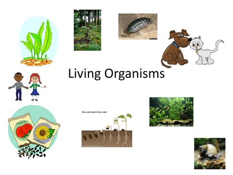 An Organism That Lives In Or On Another Organism