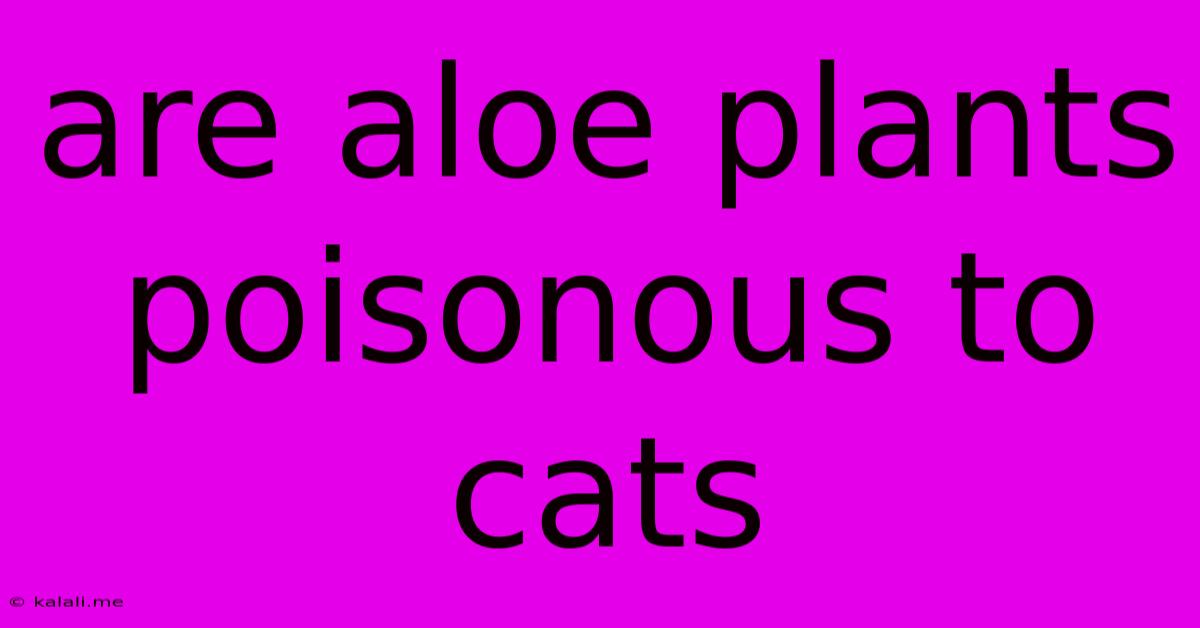 Are Aloe Plants Poisonous To Cats
