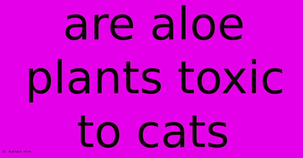 Are Aloe Plants Toxic To Cats