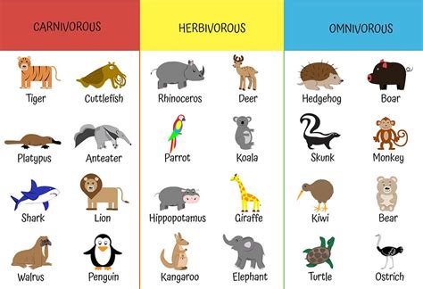 Are Birds Carnivores Herbivores Or Omnivores