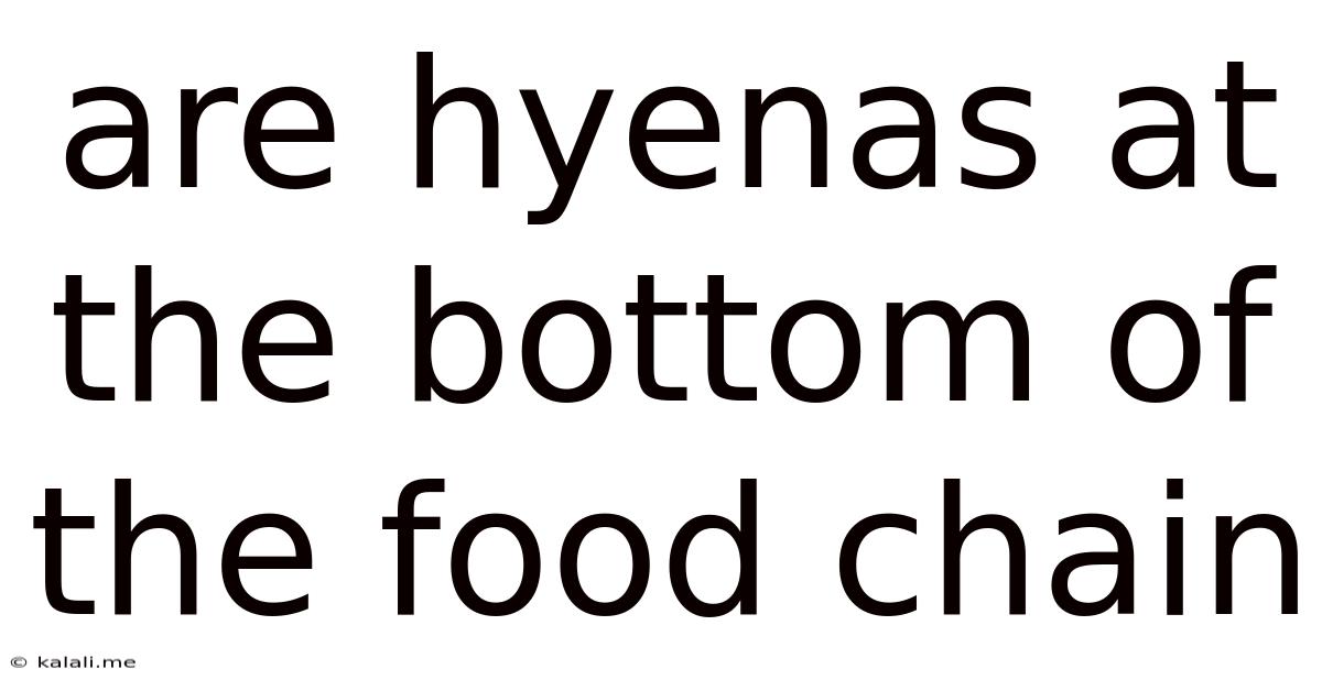 Are Hyenas At The Bottom Of The Food Chain