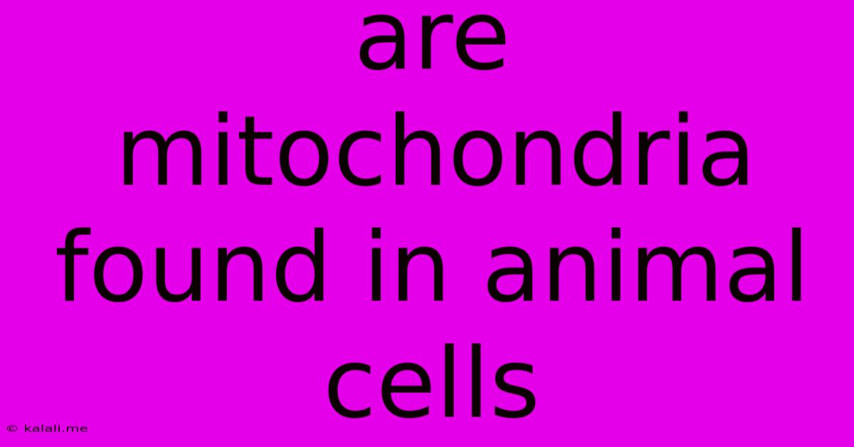 Are Mitochondria Found In Animal Cells