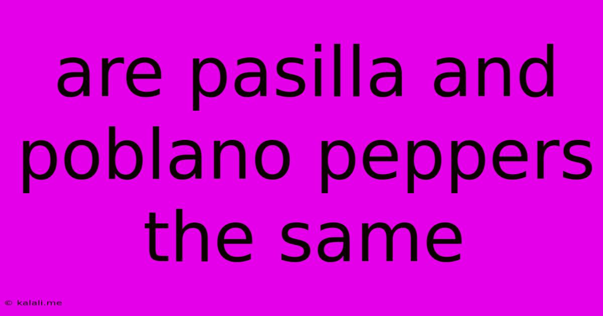 Are Pasilla And Poblano Peppers The Same
