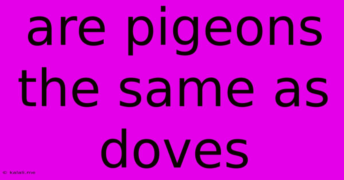 Are Pigeons The Same As Doves