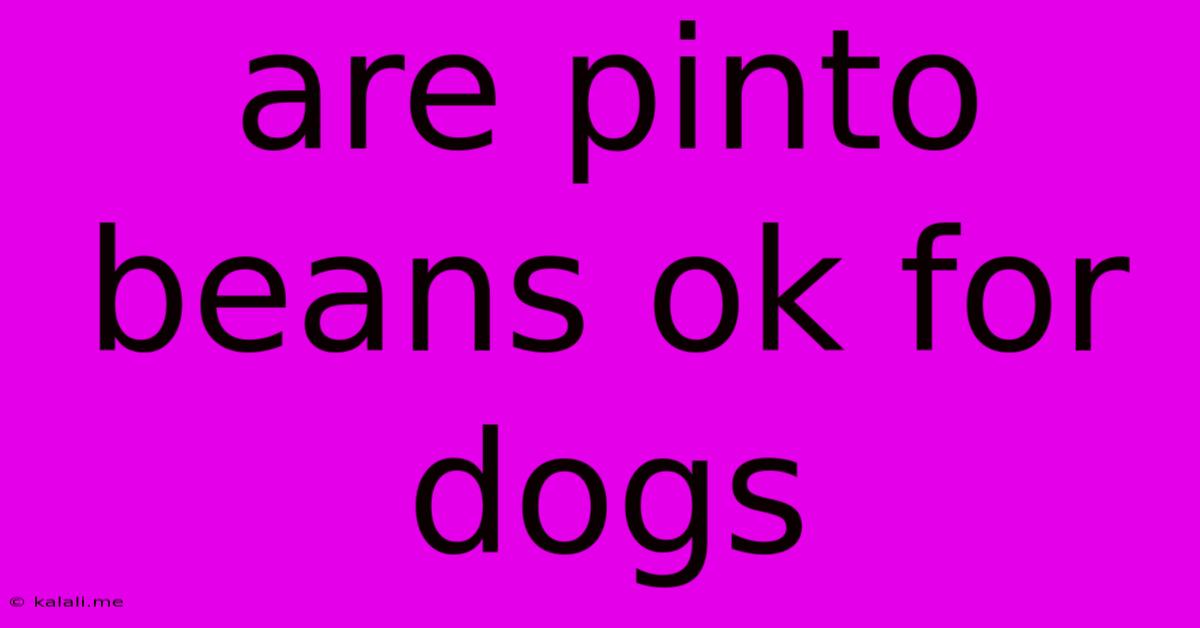 Are Pinto Beans Ok For Dogs