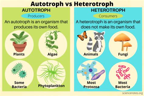 Autotrophs Differ From Heterotrophs In That Only Autotrophs