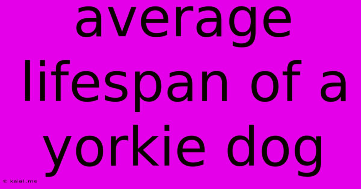 Average Lifespan Of A Yorkie Dog