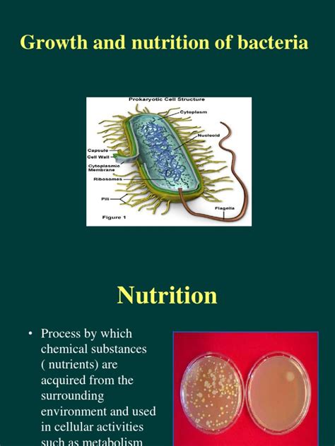 Bacteria That Require Growth Factors And Complex Nutrients Are Termed