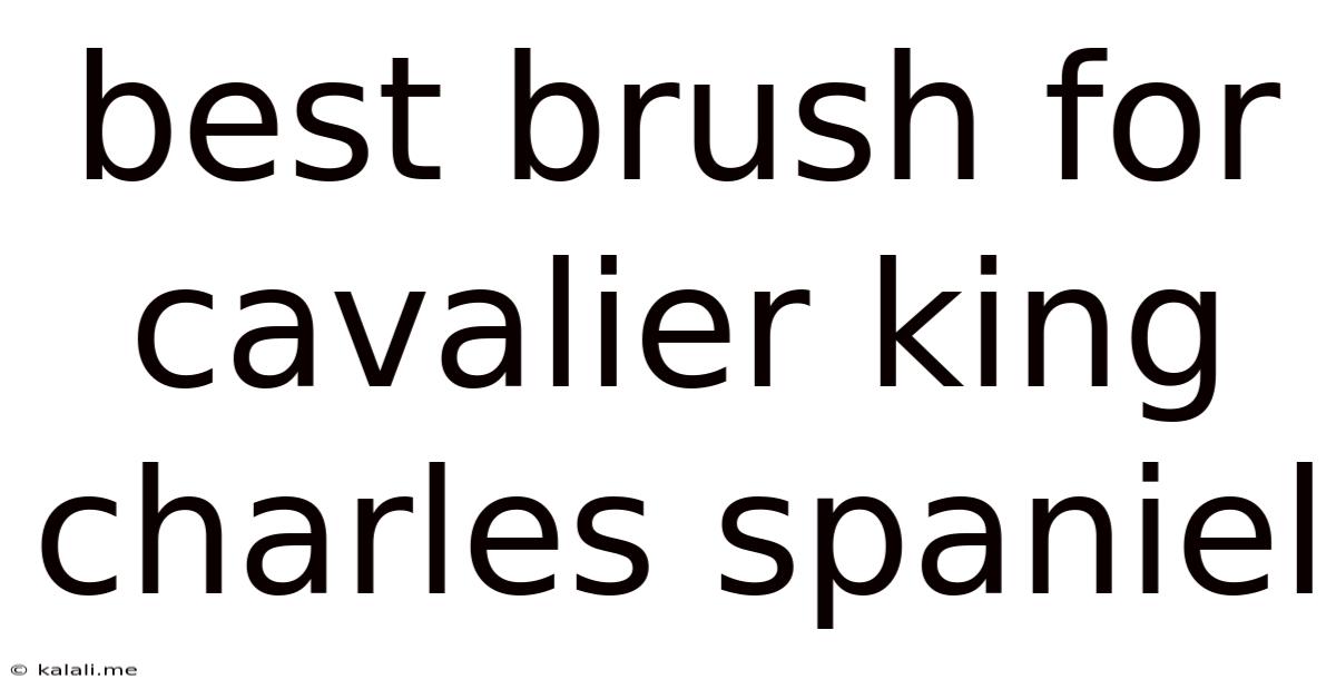 Best Brush For Cavalier King Charles Spaniel