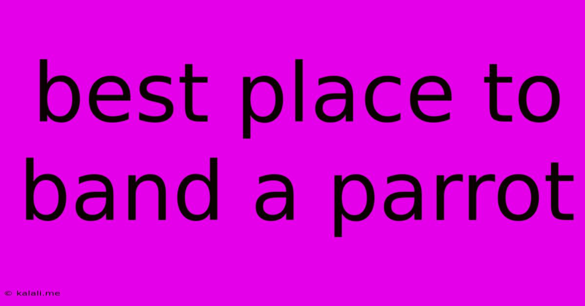 Best Place To Band A Parrot