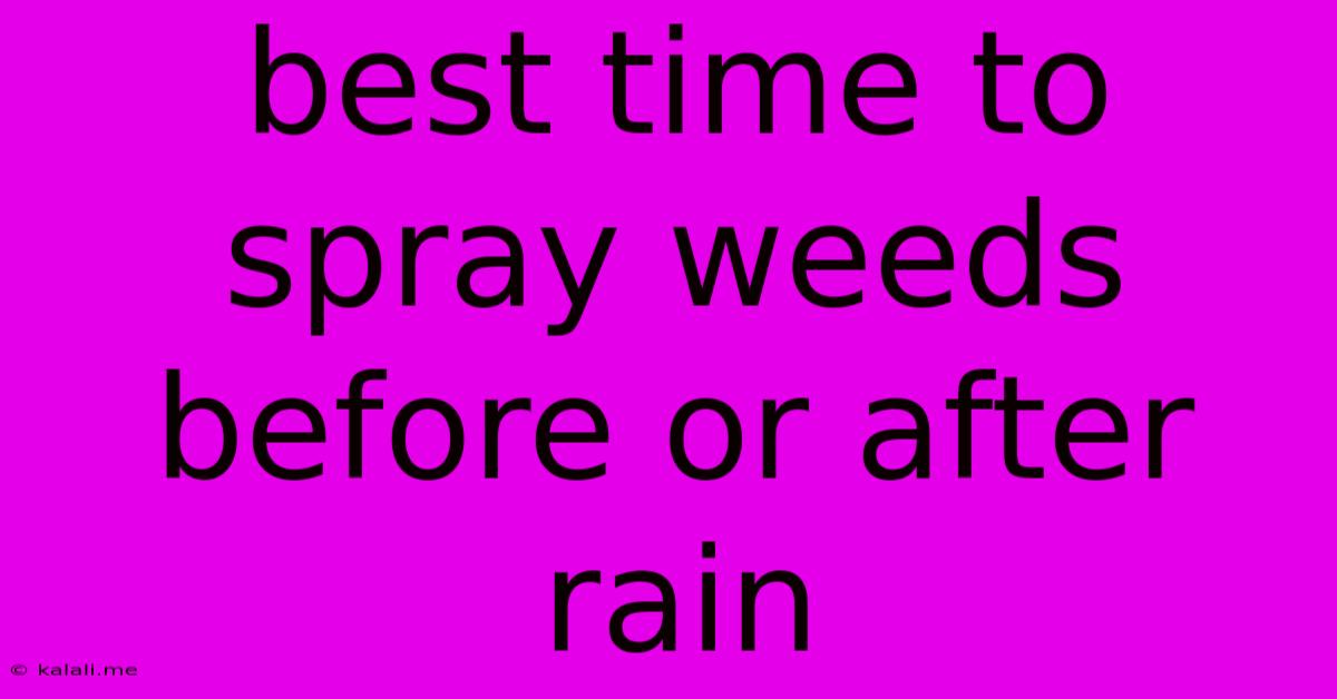 Best Time To Spray Weeds Before Or After Rain