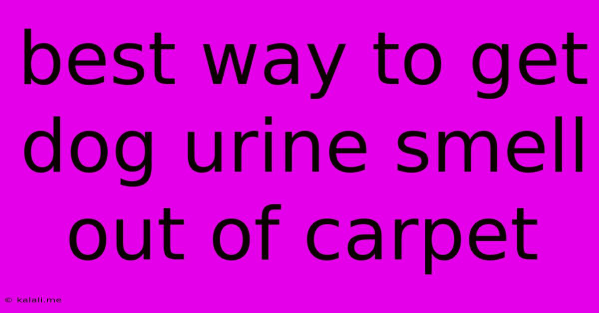 Best Way To Get Dog Urine Smell Out Of Carpet