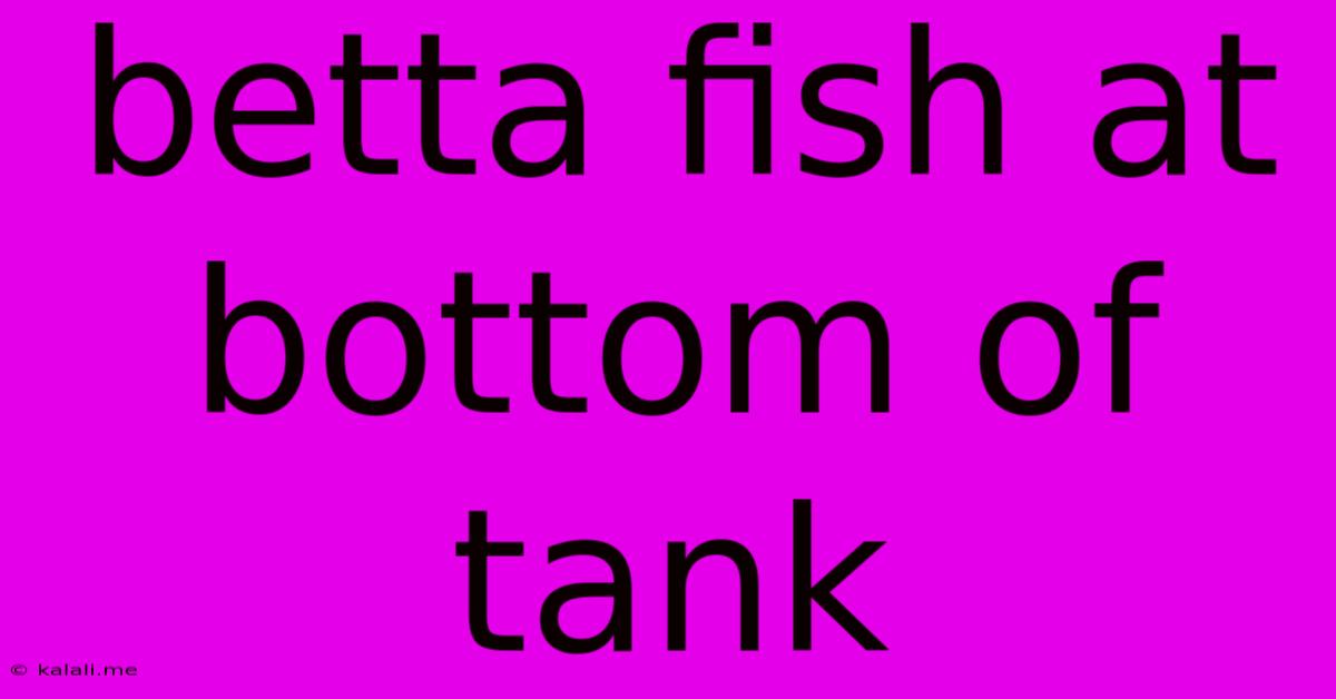 Betta Fish At Bottom Of Tank