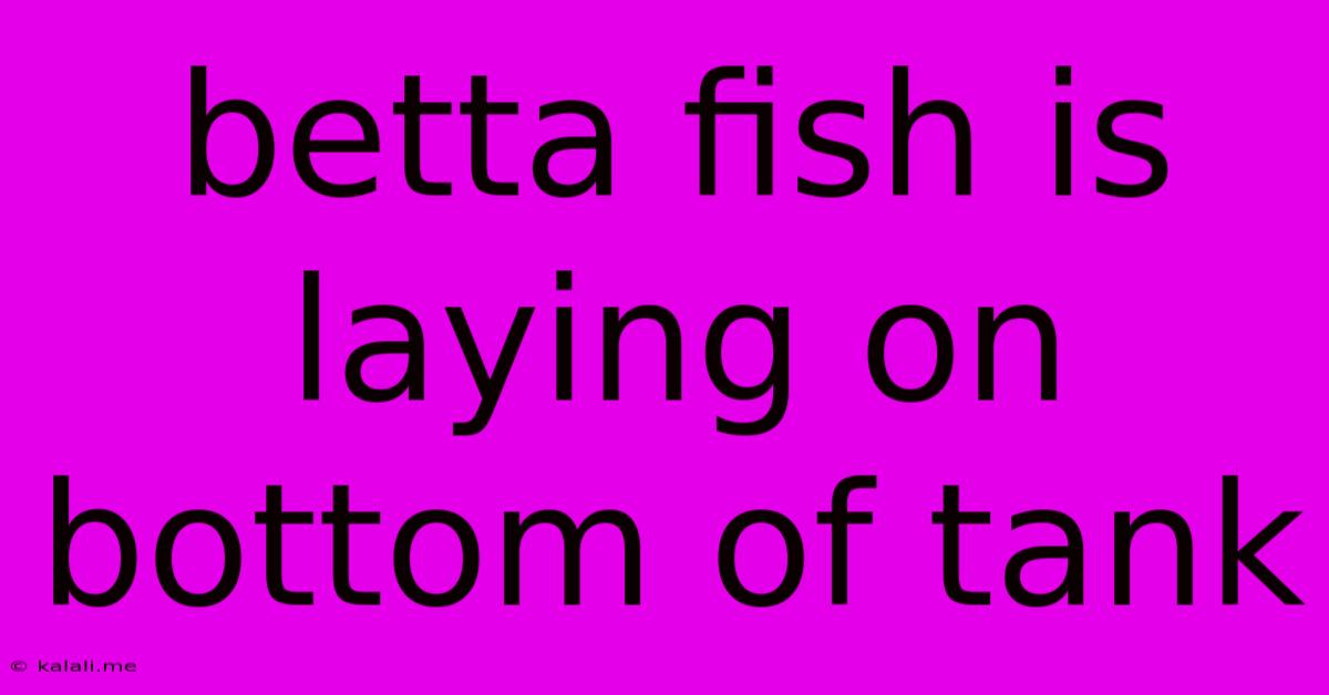 Betta Fish Is Laying On Bottom Of Tank