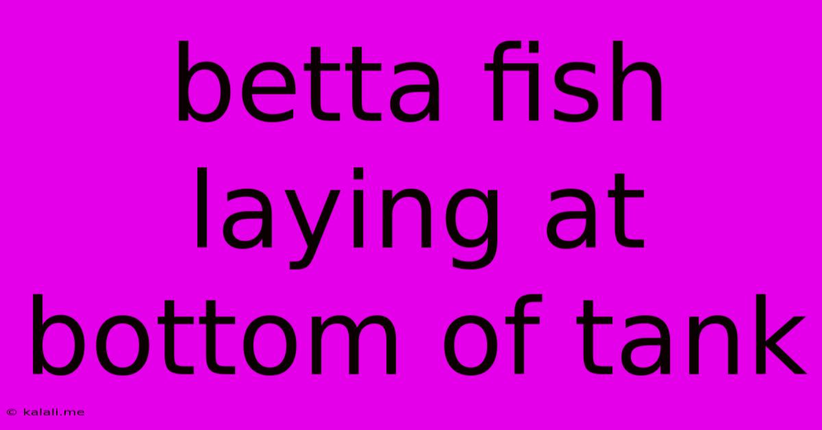 Betta Fish Laying At Bottom Of Tank