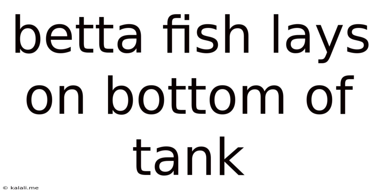 Betta Fish Lays On Bottom Of Tank