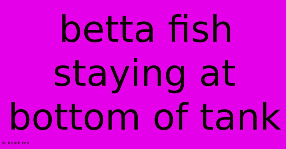 Betta Fish Staying At Bottom Of Tank