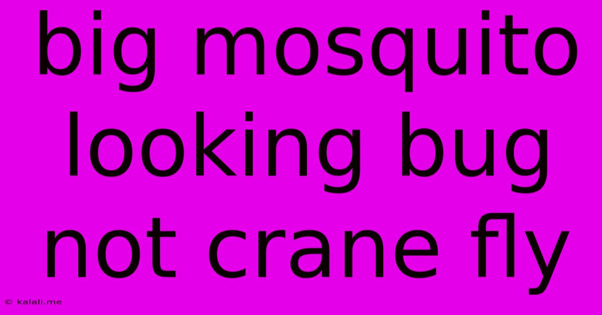 Big Mosquito Looking Bug Not Crane Fly