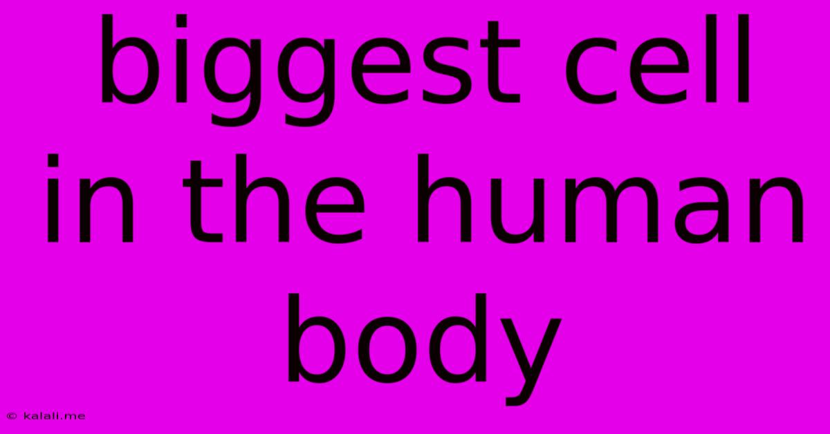 Biggest Cell In The Human Body