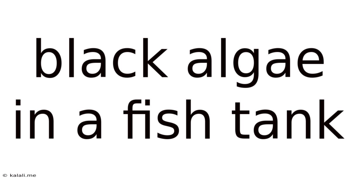 Black Algae In A Fish Tank