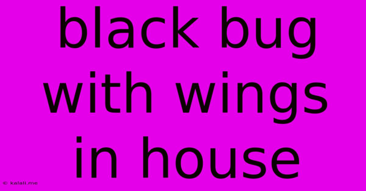 Black Bug With Wings In House