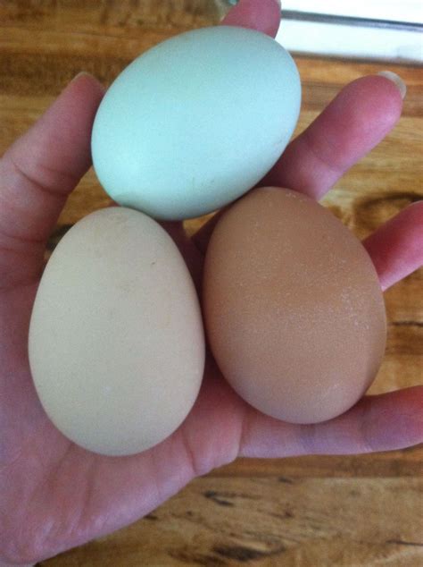 Black Sex Link Chicken Egg Color