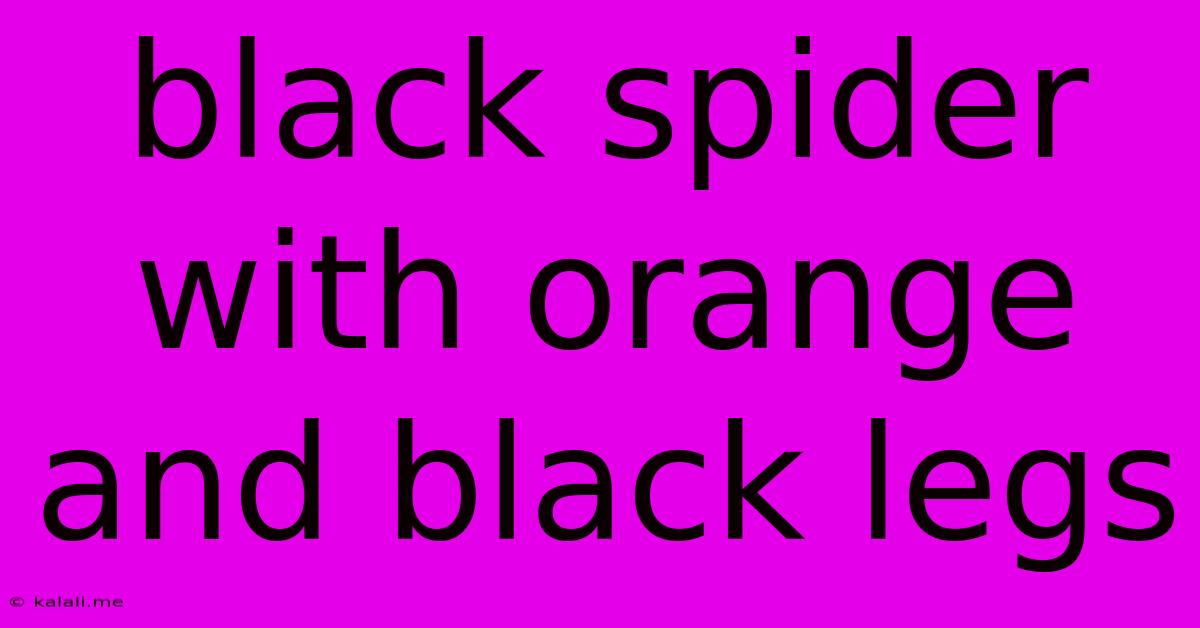 Black Spider With Orange And Black Legs