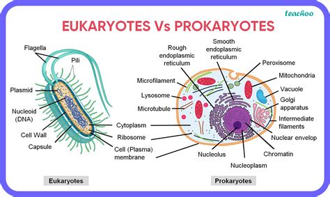 Both Prokaryotic And Eukaryotic Cells Have