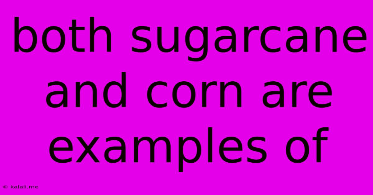 Both Sugarcane And Corn Are Examples Of