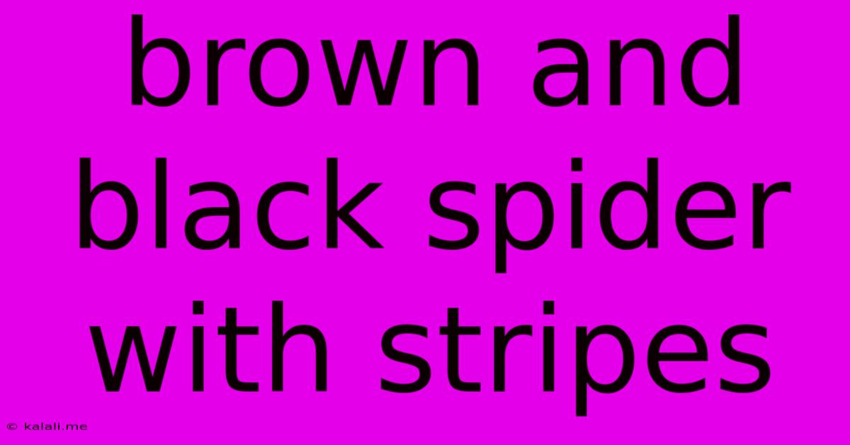 Brown And Black Spider With Stripes